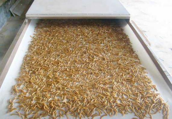 黃粉蟲微波烘干設(shè)備膨化干燥效果明顯提高 黃粉蟲微波烘干設(shè)備膨化干燥效果明顯提高